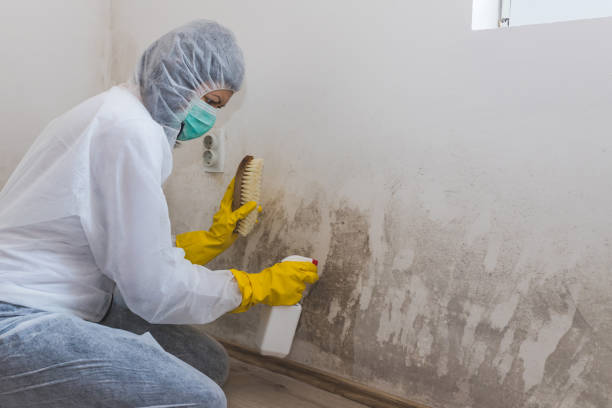 Asbestos and Lead Testing During Mold Inspection in Verdi, NV